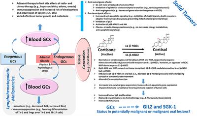 Expression Profiles of GILZ and SGK-1 in Potentially Malignant and Malignant Human Oral Lesions